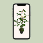 Michelia Fairy Magnolia Blush - Ø19 - ↨70cm