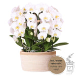 Witte Kolibri Orchids in een katoenen mand met waterreservoir, perfect voor gemakkelijke verzorging en lang genieten van bloemen.