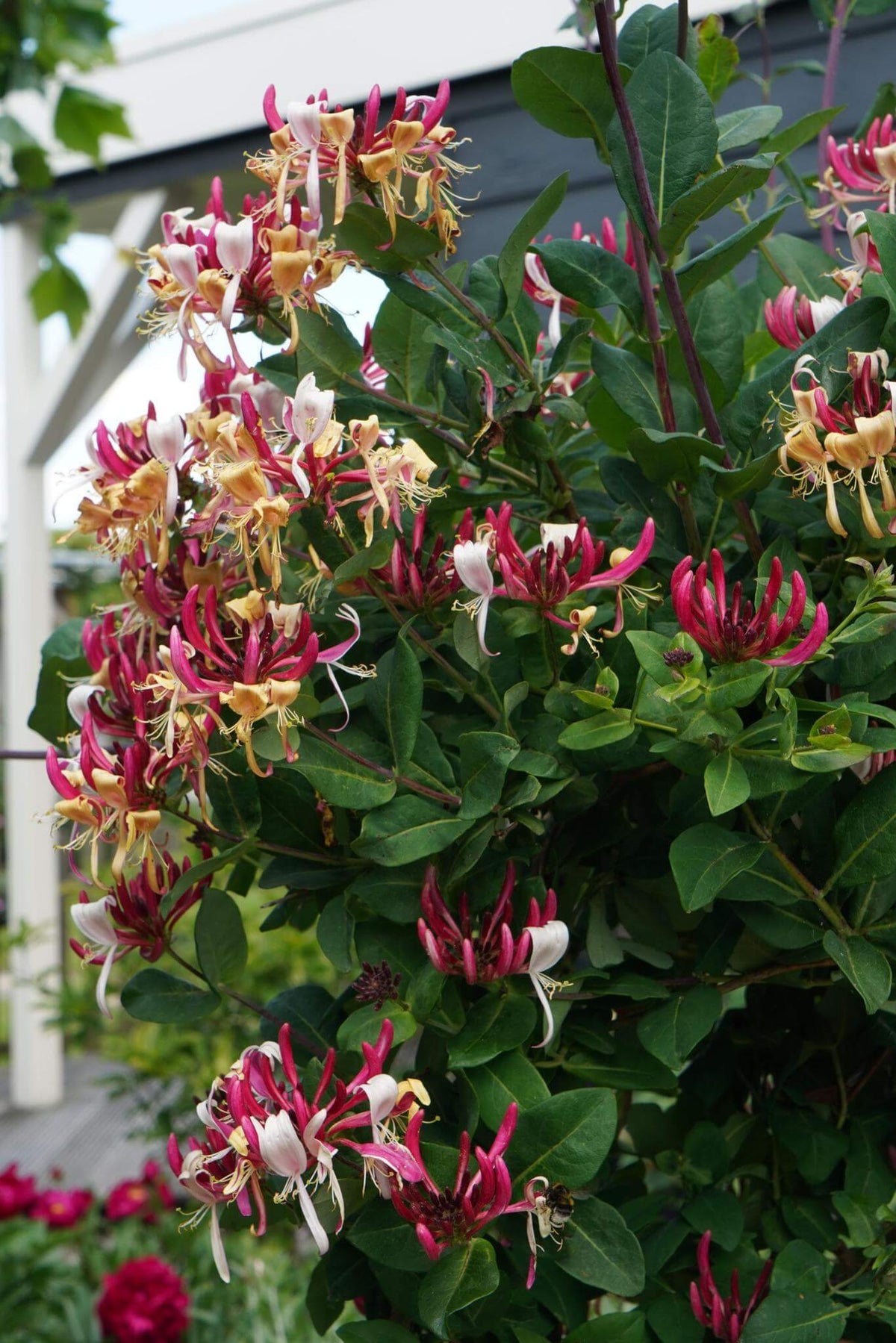 Lonicera Imperial winterharde plant met mooie rode bloemen en uitbundige bloei in het late voorjaar. Wintergroene plant voor de winter