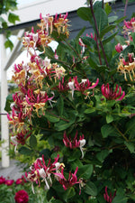 Lonicera Imperial winterharde plant met mooie rode bloemen en uitbundige bloei in het late voorjaar. Wintergroene plant voor de winter