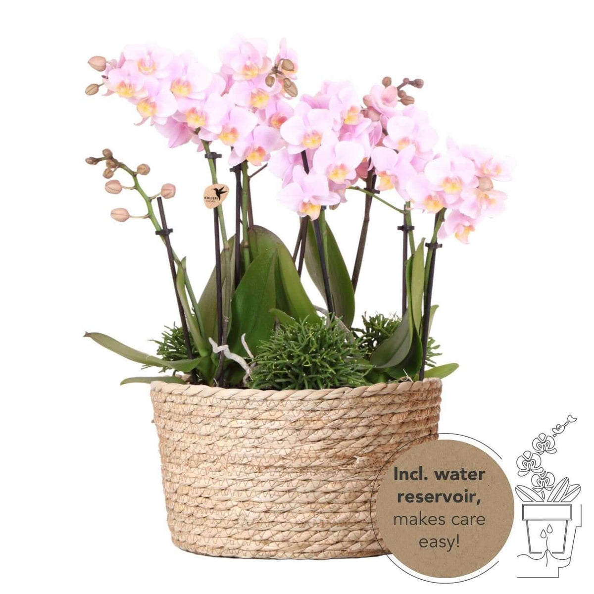 Rieten mand met roze orchideeën en groene planten, incl. ingebouwd waterreservoir, zelfvoorzienend watergeefsysteem, potmaat 9cm en 6cm.