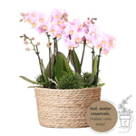 Rieten mand met roze orchideeën en groene planten, incl. ingebouwd waterreservoir, zelfvoorzienend watergeefsysteem, potmaat 9cm en 6cm.