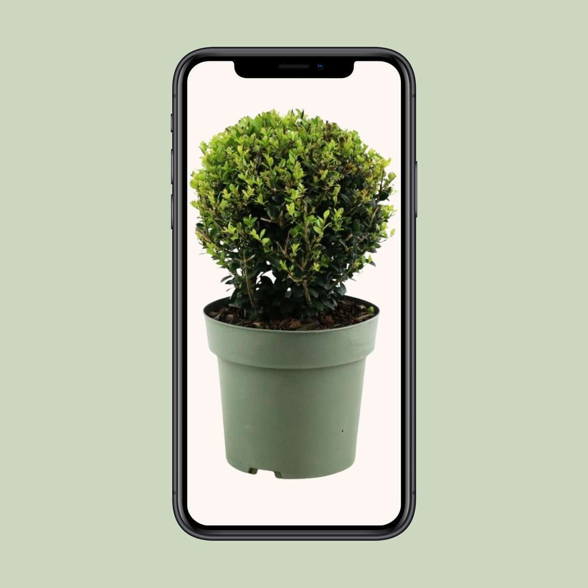 Ilex Crenata 'Jenny'® Ball Ø20cm P17 in groene pot op smartphone scherm, winterharde en wintergroene plant