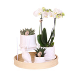 Gift set met witte Phalaenopsis Orchidee en succulenten in keramieken sierpotten, inclusief decoratieve witte kaketoe op houten dienblad.