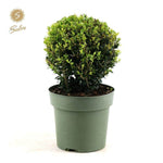 Ilex Crenata 'Jenny'® Ball Ø20cm P17 in groene pot, winterharde en wintergroene buitenplant in gematigde tot tropische klimaten