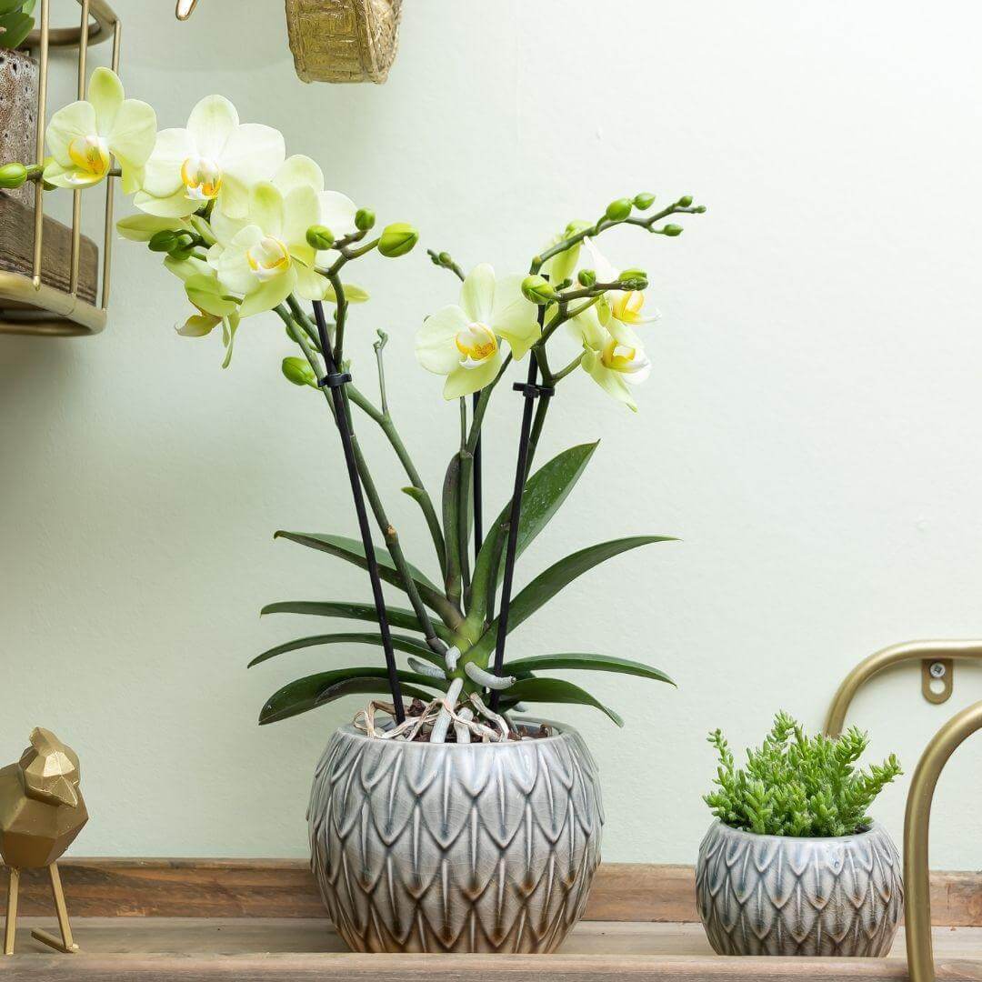 Gele Phalaenopsis orchidee in sierpot op houten plank met groene plantdecoratie in huis.