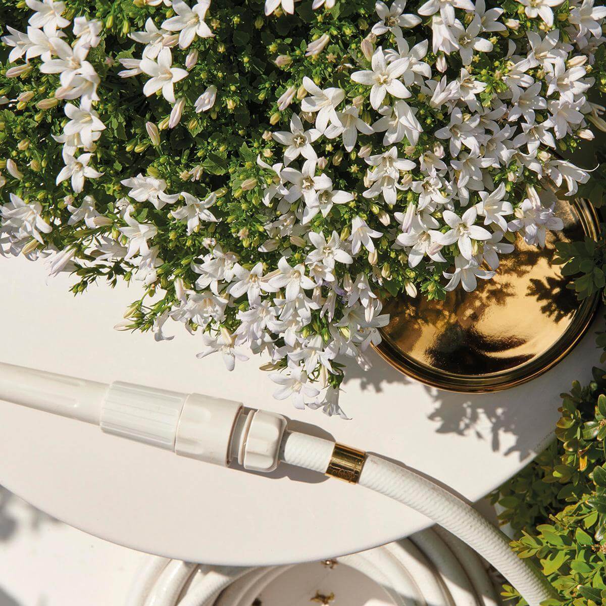 White Campanula Addenda flowers in a 12cm pot, beside a watering hose - winterharde plant, wintergroene plant, plant winter