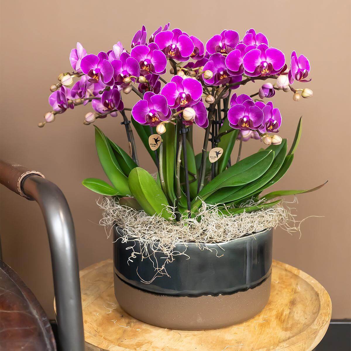 Paarse phalaenopsis orchidee in bloei, versierd met groene bladeren in een elegante pot - ideale kamerplant voor een kleurrijke decoratie.