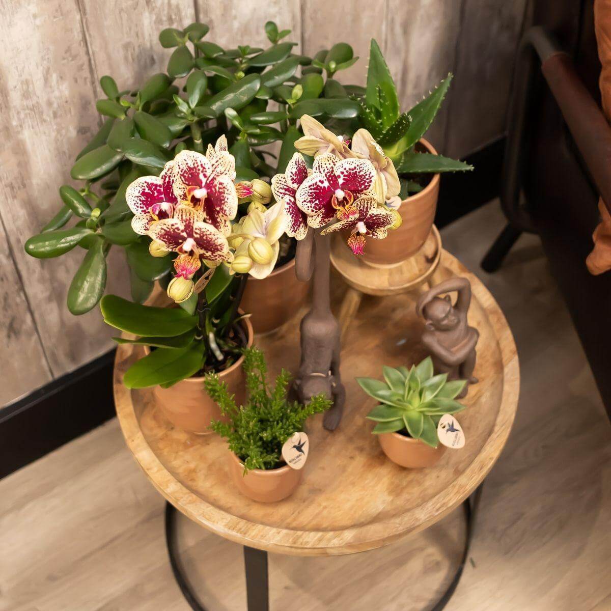 Elegant geel-rode Phalaenopsis orchidee in een cognac sierpot op een houten tafel, omringd door groene planten, succulent en decoratieve beelden.