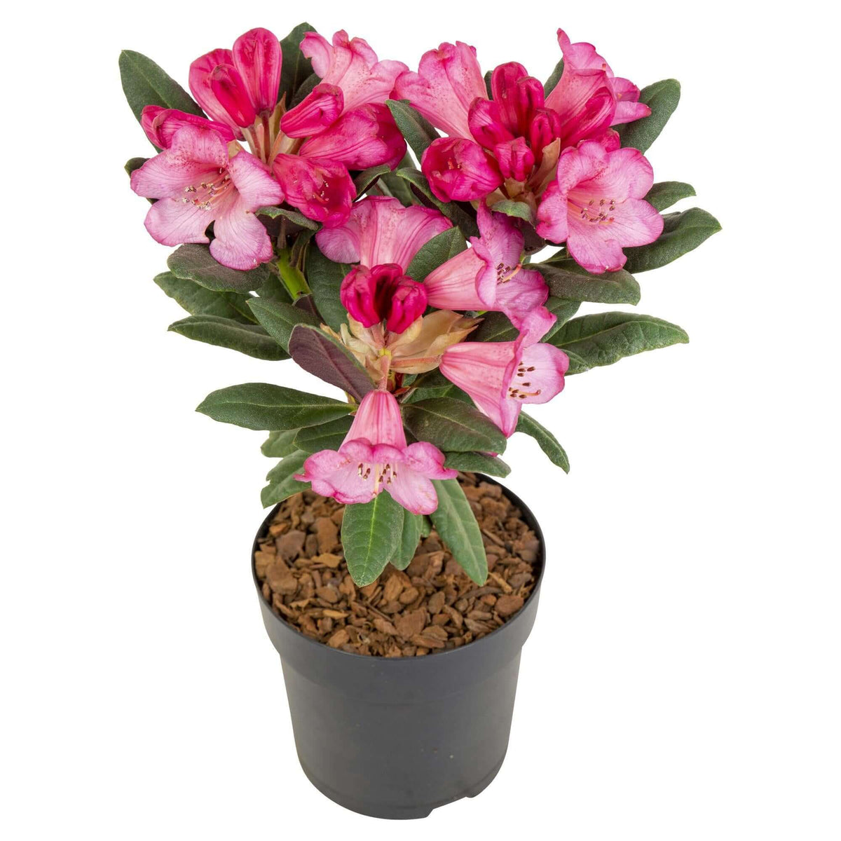 Rhododendron 'Wine & Roses'® in black pot with vibrant pink flowers and green foliage, ideal winterharde and wintergroene plant