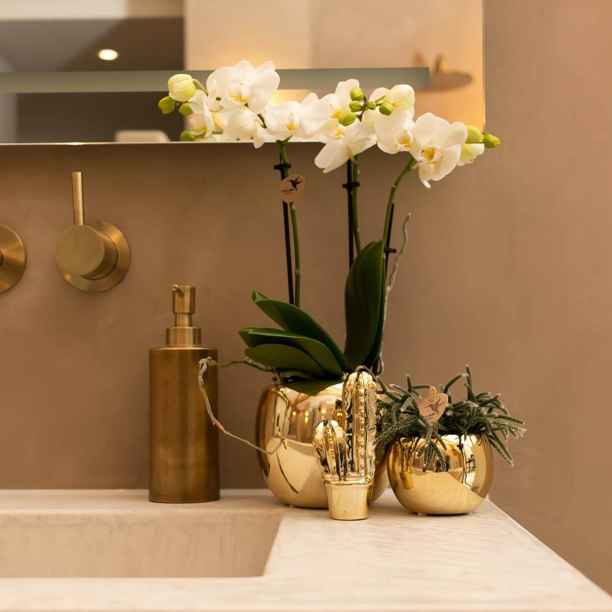 Phalaenopsis witte orchidee in gouden sierpot, potmaat Ø9cm, decoratief in een moderne badkamer, Amabilis, bloeiende kamerplant