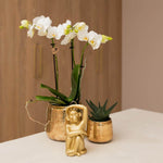 Witte Phalaenopsis orchidee op tafel in gouden sierpot, omringd door kleine goudkleurige decoraties en vetplantjes, perfecte kamerplant.