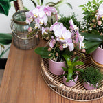 Complete Plantenset met roze Phalaenopsis orchidee en groene planten in roze keramieken sierpotten op een houten tafel.