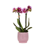 Roze paarse Phalaenopsis orchidee in Happy Face sierpot roze - Kamerplant 35cm hoog - Vers van kweker El Salvador