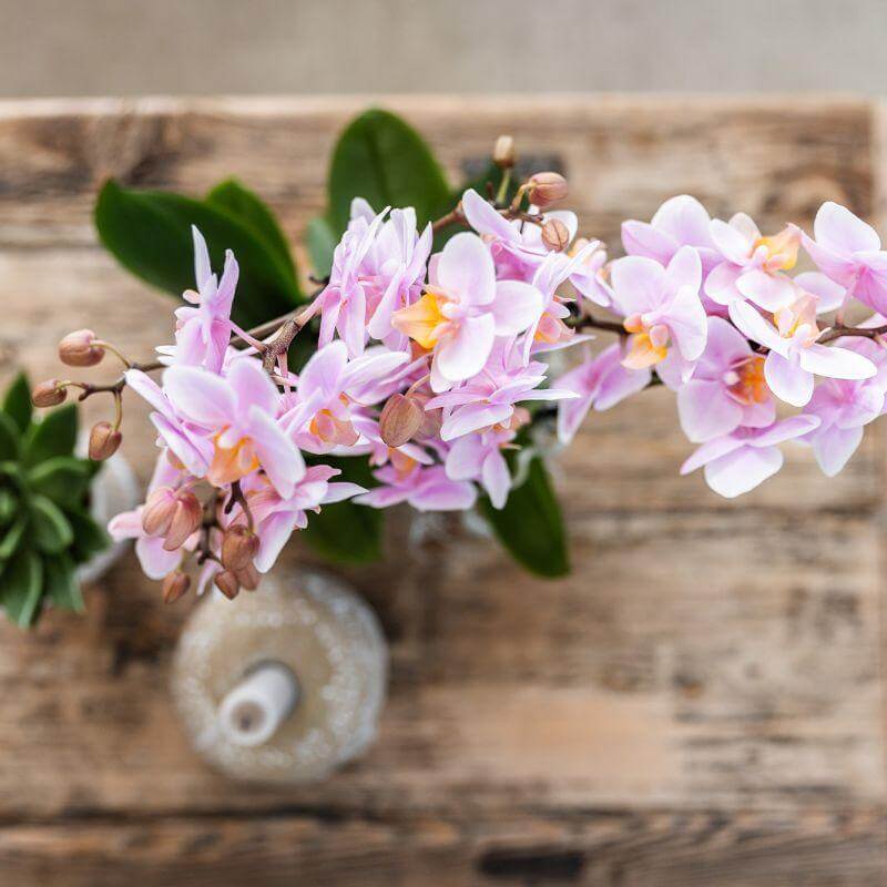 Bloeiende roze Phalaenopsis orchidee in sierpot op houten tafel, zorgt voor een romantisch en zacht interieur.