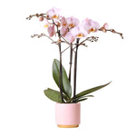 Roze Phalaenopsis orchidee in roze Gold Foot sierpot, potmaat Ø12cm met zachtroze bloemen en stevige takken, perfect voor wooninterieurs.