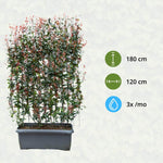 Photinia Fraseri 'Carré Rouge' ready-made hedge in planter box - 120 cm wide, 180 cm tall, water 3 times a month