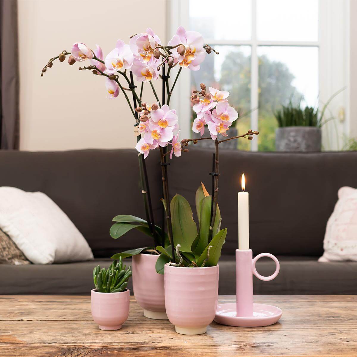 Roze phalaenopsis orchidee in roze geglazuurde sierpot op een houten tafel in woonkamer.