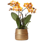 Oranje Phalaenopsis orchidee in gouden Groove sierpot, Ø12cm, met prachtige geel-oranje bloemen en stevige takken voor een sfeervol interieur