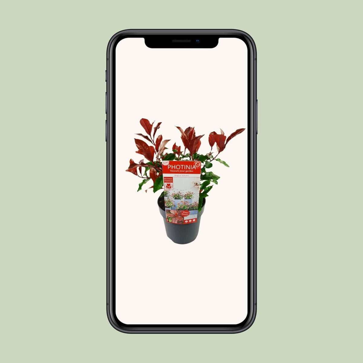 Photinia fras. 'Magical Volcano'® winterharde buitenplant in pot op een smartphone scherm