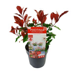 Photinia fras. 'Magical Volcano'® - 30cm - 19cm pot with vibrant red and green leaves, perfect winterharde wintergroene outside plant.