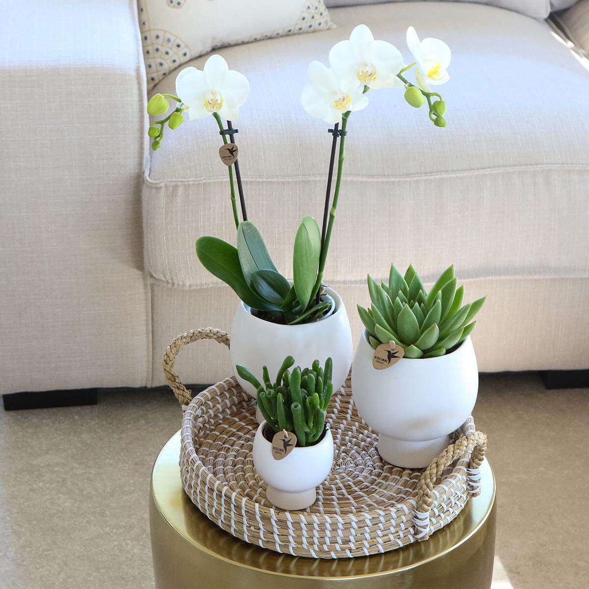 Stijlvolle giftset met witte Phalaenopsis orchidee en groene succulenten in keramieken potten op een gevlochten dienblad, perfect voor elk interieur.