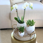 Stijlvolle giftset met witte Phalaenopsis orchidee en groene succulenten in keramieken potten op een gevlochten dienblad, perfect voor elk interieur.