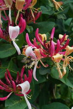 Lonicera periclymenum cap. Imperial with vibrant red flowers in bloom, perfect winterharde plant for late spring garden beauty.