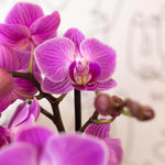 Donkerroze/violet Phalaenopsis orchidee in bloei met meerdere paarse bloemen, kamerplant zonder sierpot, Ø9cm pot.