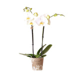 Witte Phalaenopsis orchidee Dame Blanche, luxe bloeiende kamerplant in pot Ø12cm met grote witte bloemen, vers van de kweker, perfecte interieurplant.