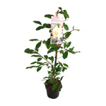 Michelia Fairy Magnolia Blush - Ø19 - ↨70cm