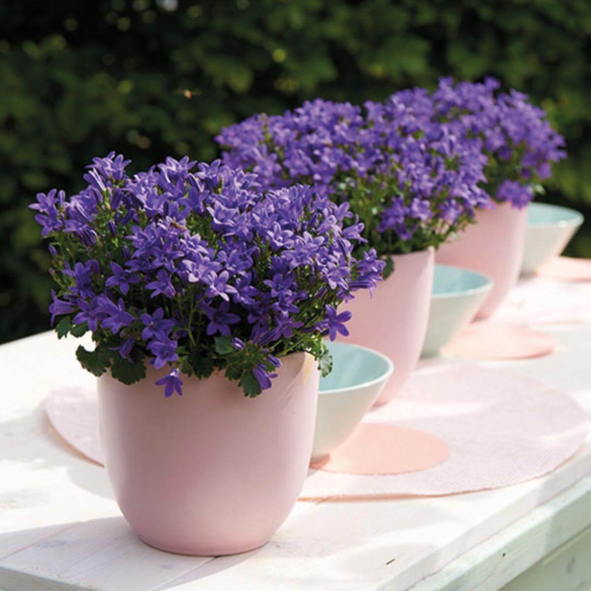 Campanula Addenda - Klokjesbloem in pink pots, 12cm purple flowers, winterharde plant, wintergroene plant, ideaal voor de winter.