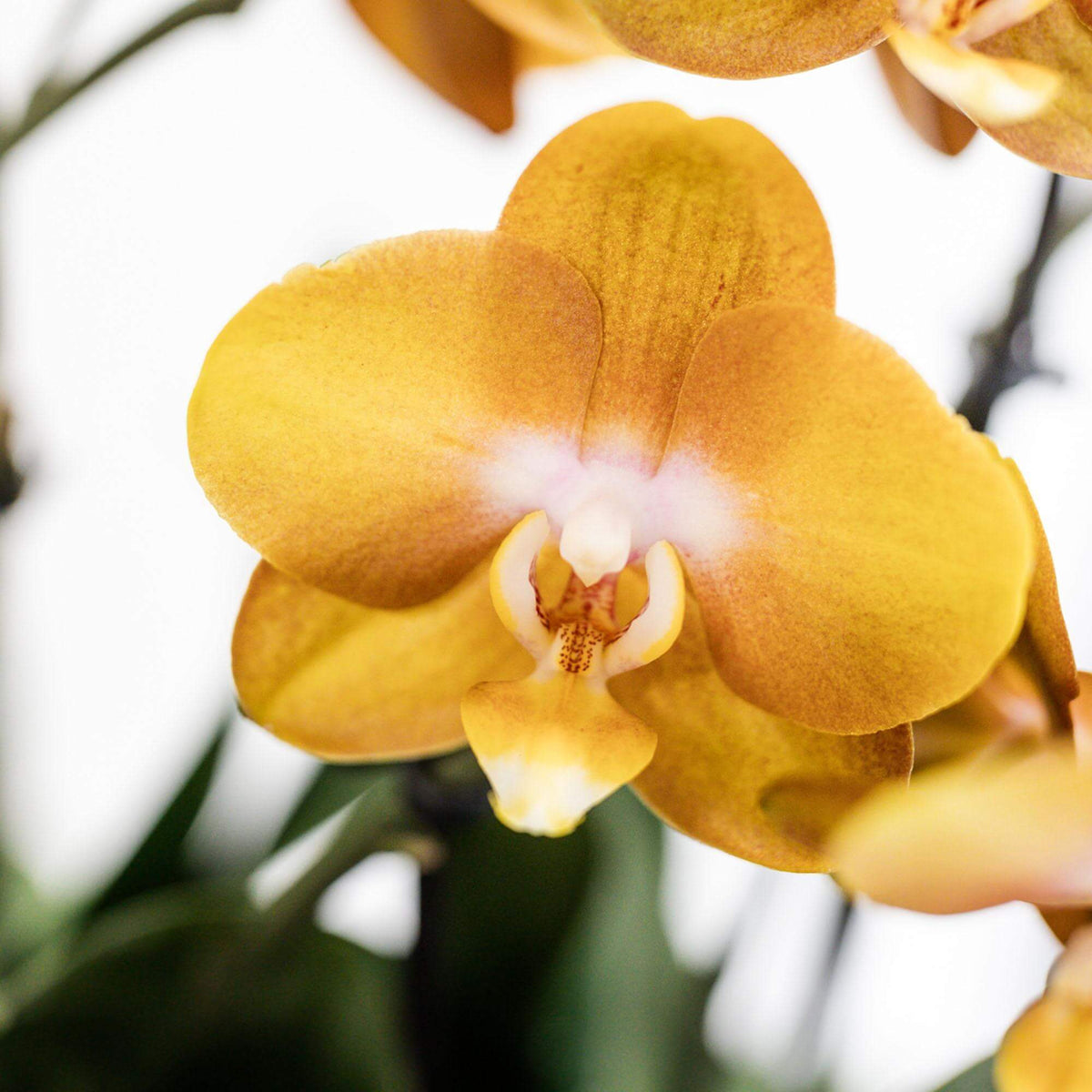 Oranje orchidee uit de Kolibri Orchids collectie in close-up, geplaatst in een rieten mand met waterreservoir.