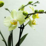 Gele Phalaenopsis orchidee multiflora bloeiend in potmaat Ø9cm, perfect voor interieurdecoratie.