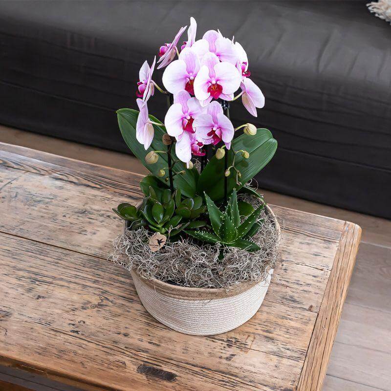 Roze Niagara Fall Phalaenopsis orchidee in potmaat Ø9cm als bloeiende kamerplant.