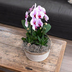 Roze Niagara Fall Phalaenopsis orchidee in potmaat Ø9cm als bloeiende kamerplant.