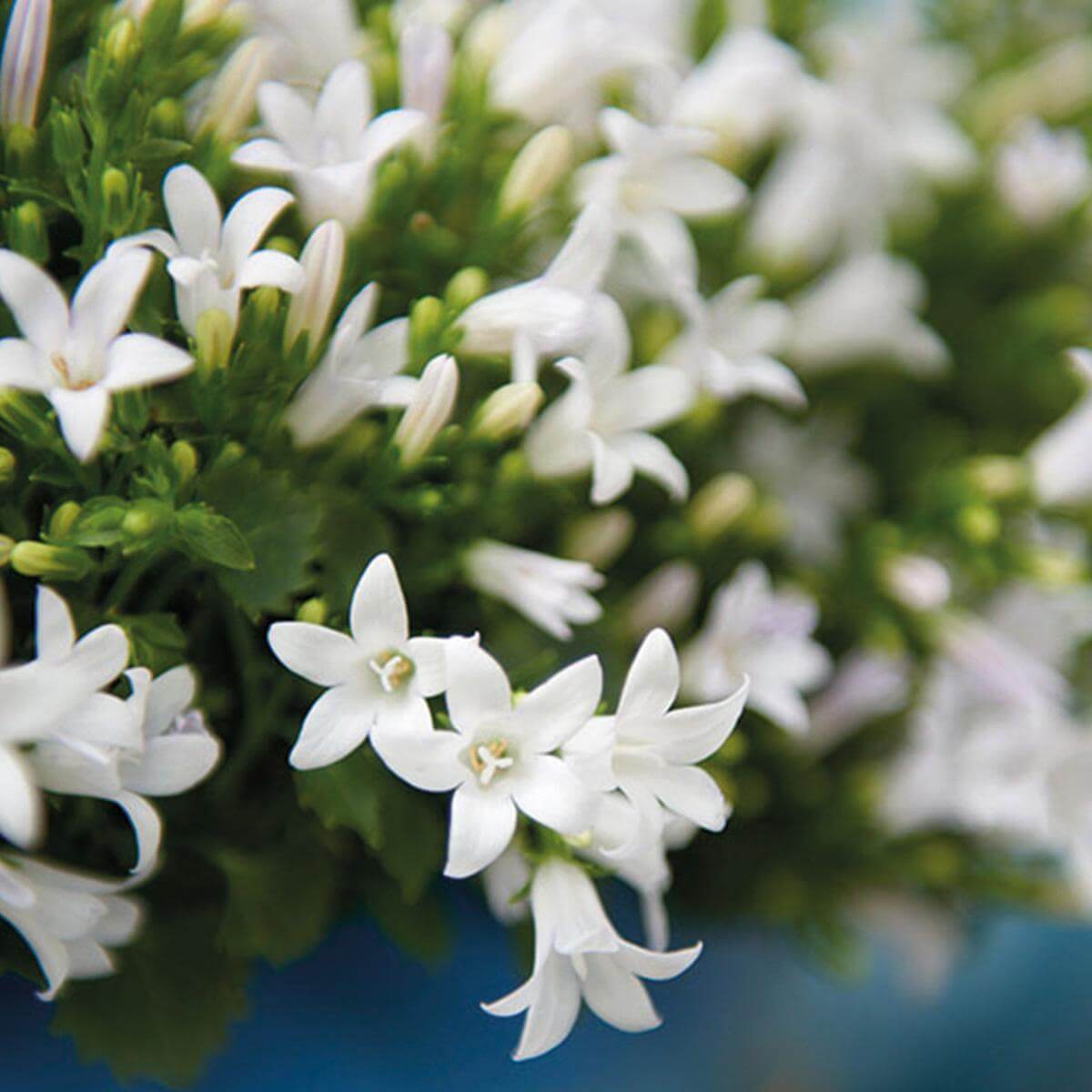 White Campanula Addenda flowers in 12cm pot, winterharde plant, wintergroene plant, ideal for winter gardens.