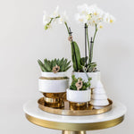 Gouden planten set met witte Phalaenopsis orchidee en groene succulenten in keramieken sierpotten op gouden dienblad voor Kerst.