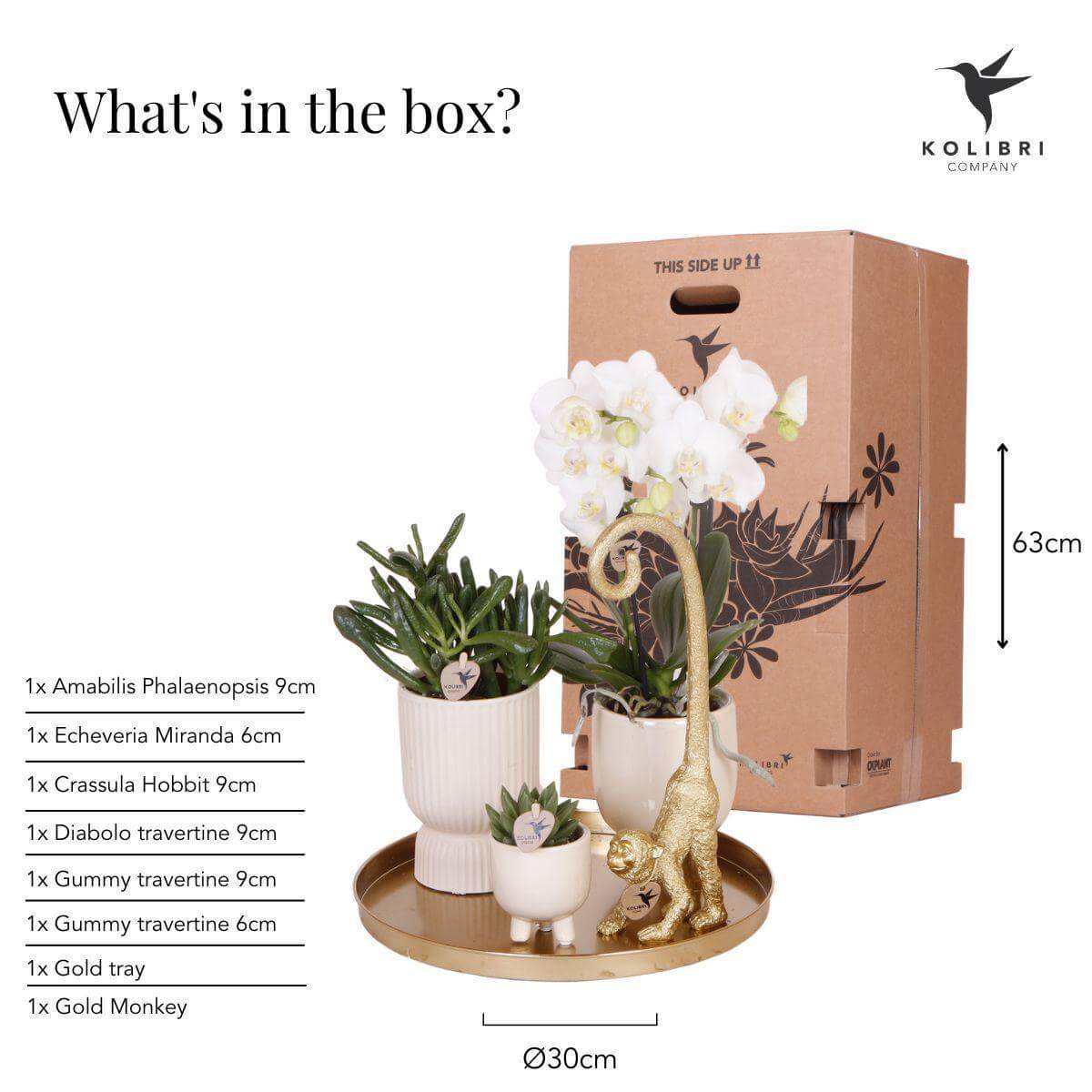 Giftset met witte Phalaenopsis, succulenten, travertine potten, gouden aap, gouden blad en cadeaudoos van Kolibri Company