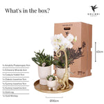 Giftset met witte Phalaenopsis, succulenten, travertine potten, gouden aap, gouden blad en cadeaudoos van Kolibri Company