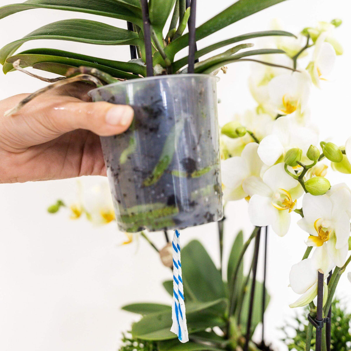 Hand houdt een Kolibri Orchidee met waterreservoir in transparante pot, witte bloemen en groene bladeren zijn zichtbaar op de achtergrond.