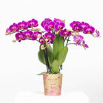 Paarse Phalaenopsis orchidee in potmaat Ø9cm met mooie bloeiende bloemen, perfecte kamerplant voor een kleurrijke sierpot.