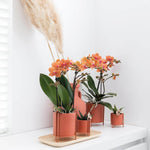 Oranje Phalaenopsis orchidee in terracotta sierpot op witte plank, kamerplant met fel oranje bloemen, stijlvolle interieurdecoratie