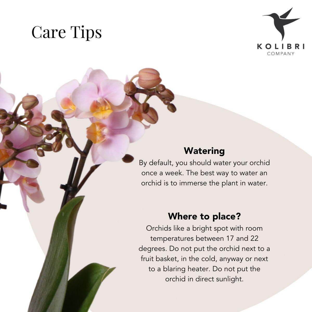 Roze Phalaenopsis orchidee verzorgingstips – Sproeien en plaatsing instructies – Kolibri Company