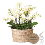 Kolibri Orchids witte plantenset in rieten mand met waterreservoir, drie witte orchideeën Lausanne en drie groene planten, Jungle Bouquet wit