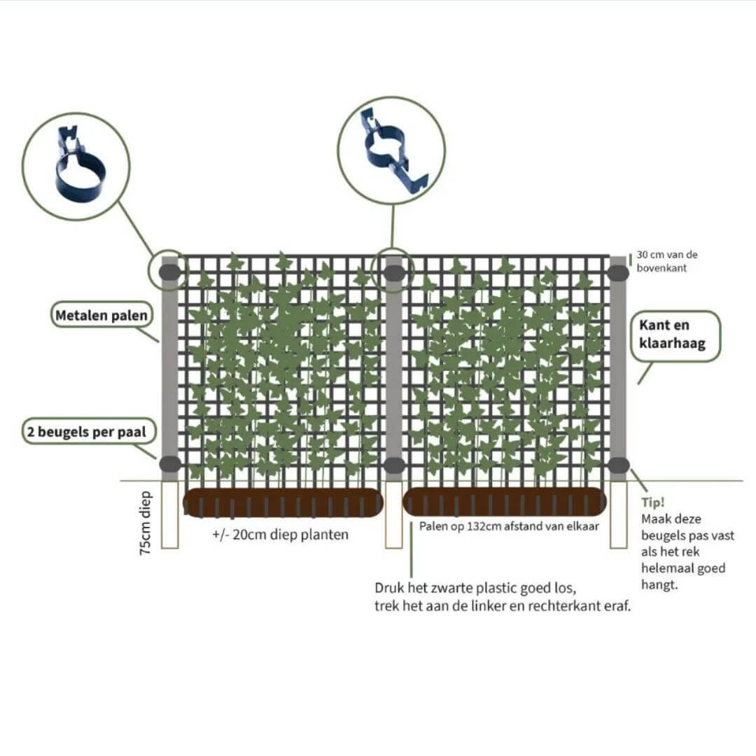 Diagram of Ligustrum Ovalifolium hedge installation with metal poles, brackets, and planting instructions. Ideal winterharde wintergroene plant