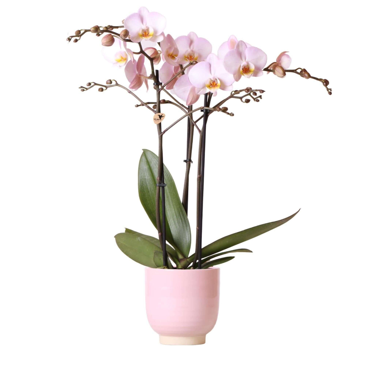 Roze phalaenopsis orchidee in roze Glazed sierpot - potmaat Ø12cm met zacht roze bloemen en glanzende afwerking.