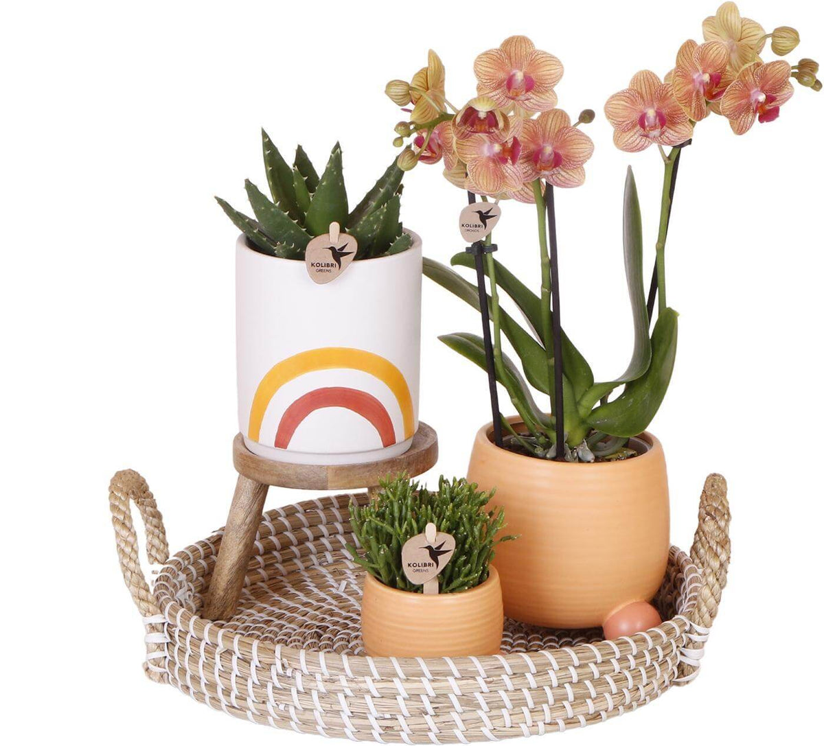 Complete Plantenset Happy met oranje Phalaenopsis Orchidee en kleurrijke keramieken sierpotten op een decoratieve mand.