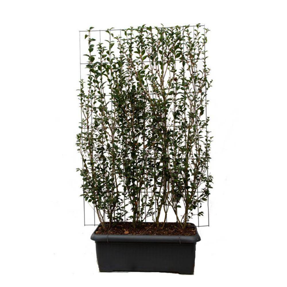 Ligustrum ovalifolium kant-en-klaar scherm - 180cm - wintergroene en winterharde plant met witte bloemen in juni juli