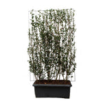 Ligustrum ovalifolium kant-en-klaar scherm - 180cm - wintergroene en winterharde plant met witte bloemen in juni juli